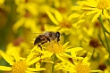 Eristalis species1